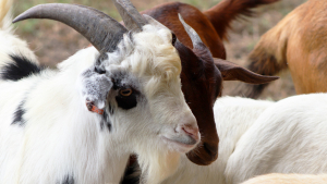 grazing goats