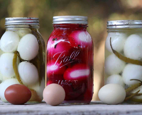 Pickled Eggs