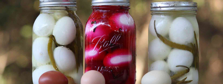 Pickled Eggs
